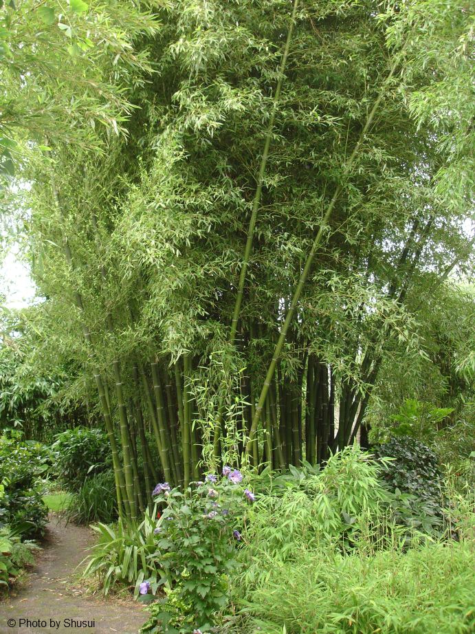 Phyllostachys parvifolia