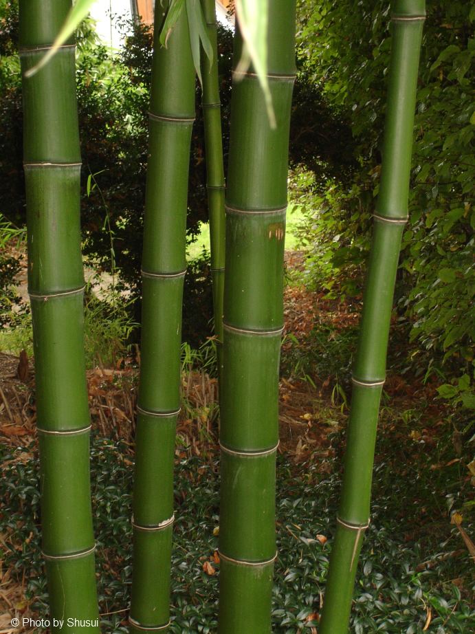 Phyllostachys prominens 11cm