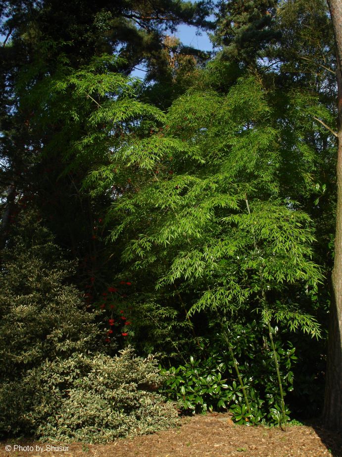 Phyllostachys edulis