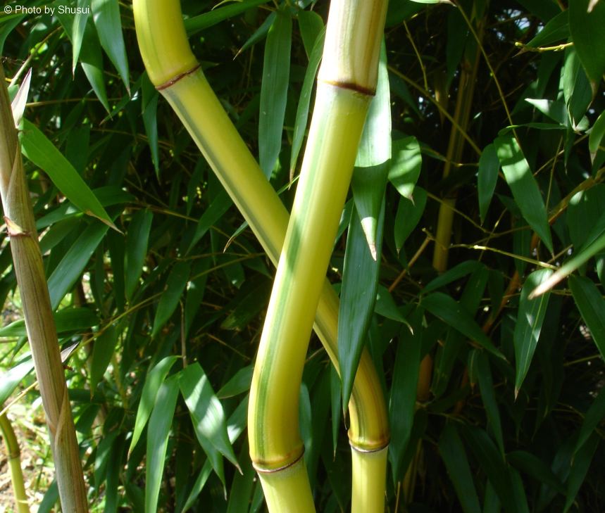 Phyllostachys aureosulcata 'Spectabilis'