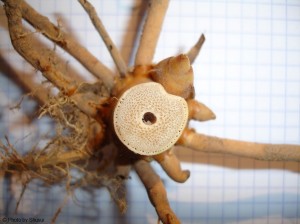 P. atrovaginata luchtkanalen