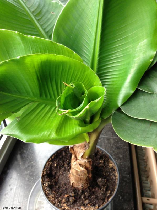 photo musa1