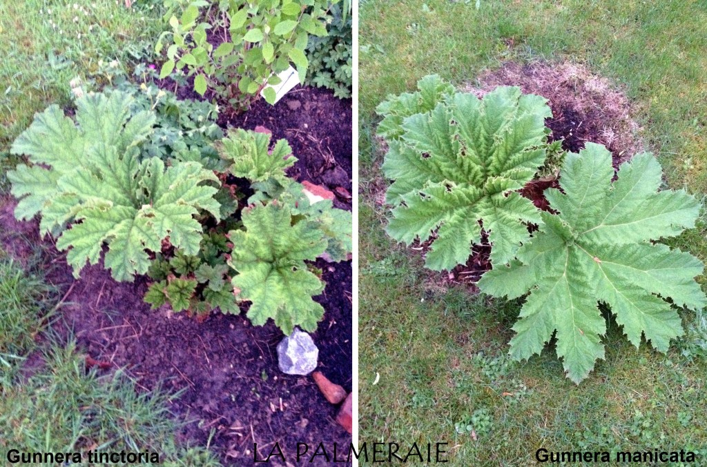 Gunnera 1