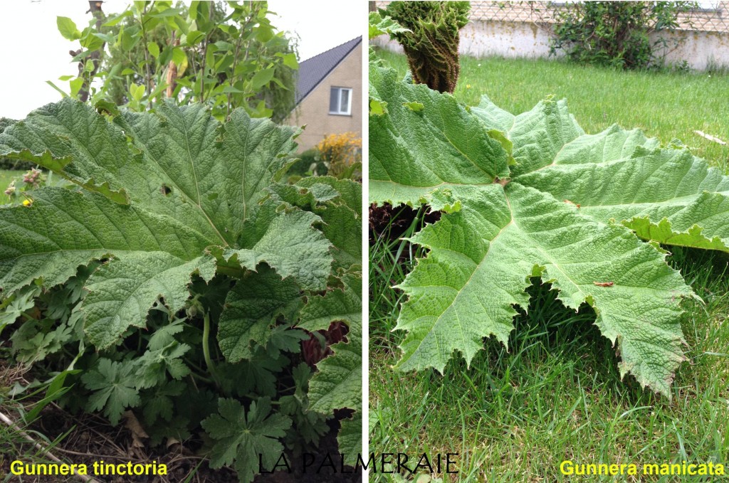 Gunnera 1a