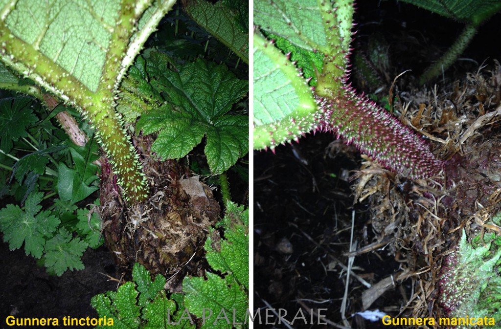 Gunnera 2
