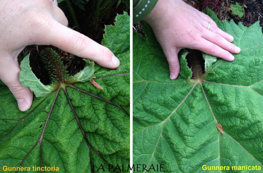Gunnera 4