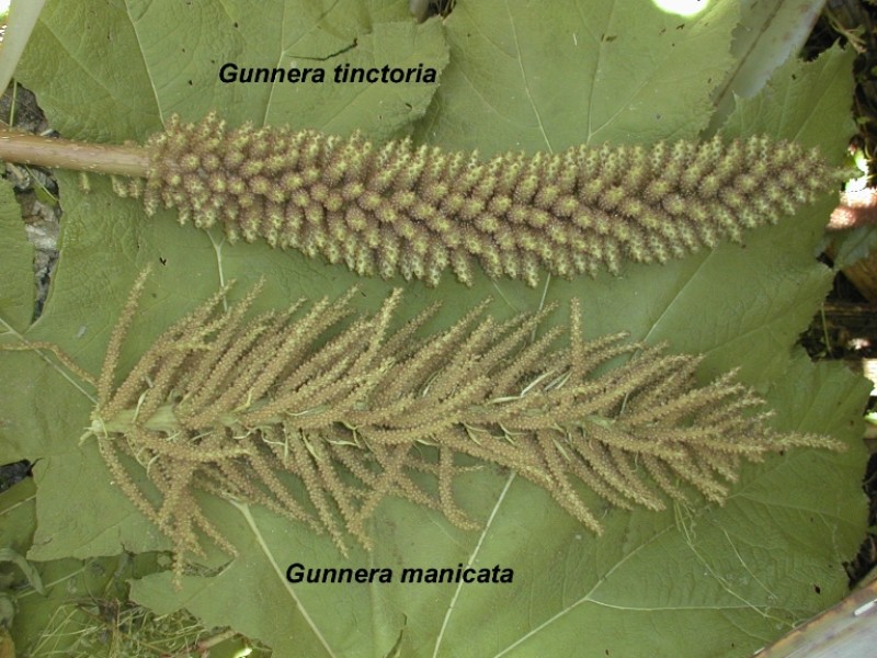 Gunnera_flowers