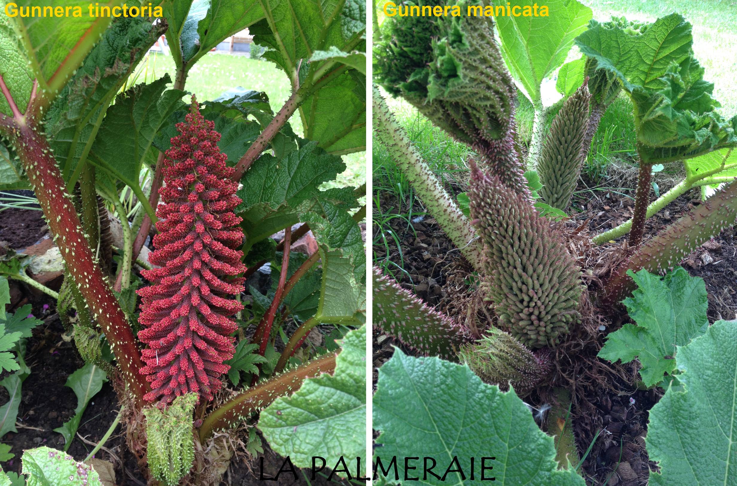 Gunnera 111