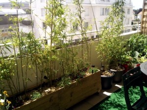 bamboo-balcony