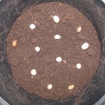 chamahumvulcanozadenpot