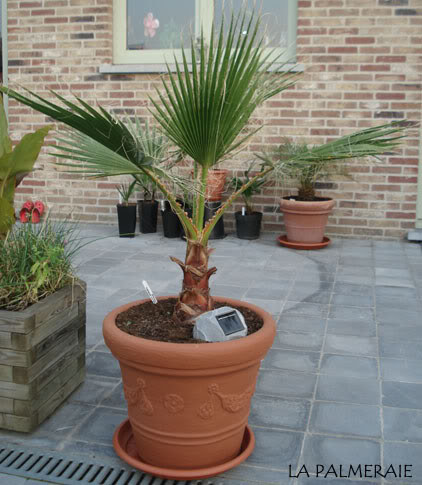 Washingtonia robusta