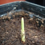 archontophoenix-a-1-200904-1