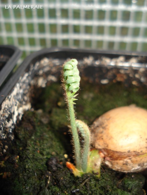 cycas-revoluta-20090625