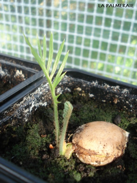 cycas-revoluta-20090630