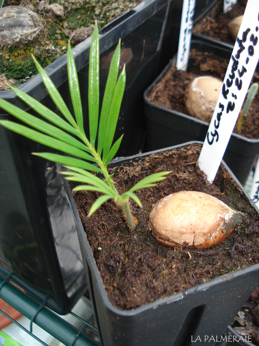 cycas-revoluta-20090709