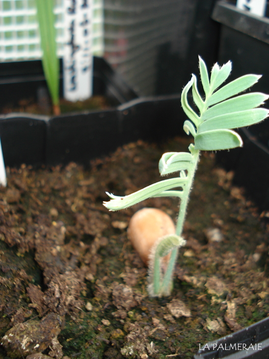 dioon-edule-rv-20090709