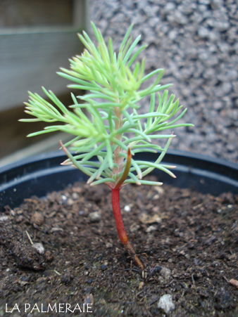 Sequoia 200908