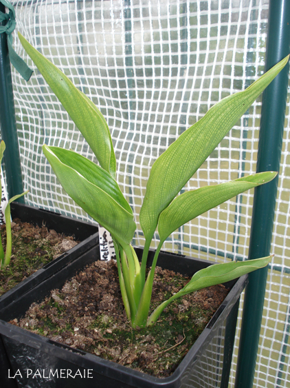 Strelitzia
