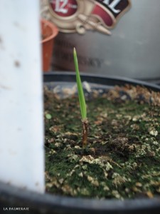 washingtonia-f-1-maand