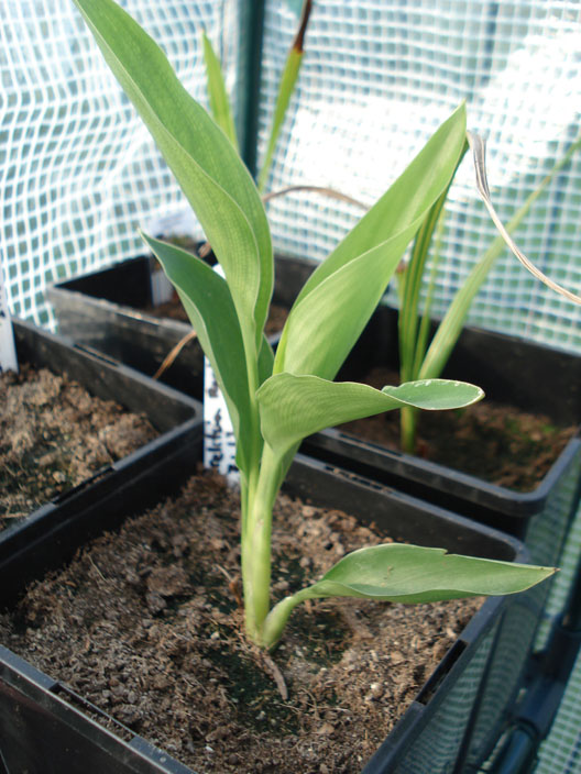 Strelitzia Strelitzia