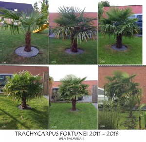 Trachycarpus fortunei FCP 20112016