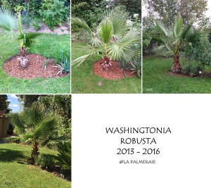 Washingtonia robusta 20132016