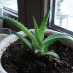 aloe-vera-verm3