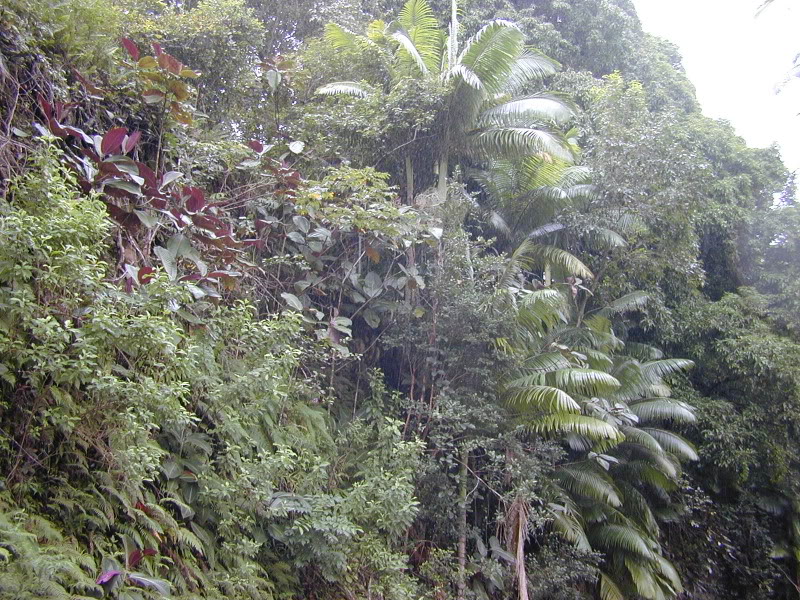 Archontophoenix_alexandrae habitat