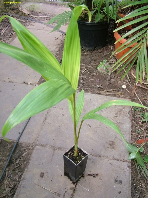 Archontophoenix alexandrae 1