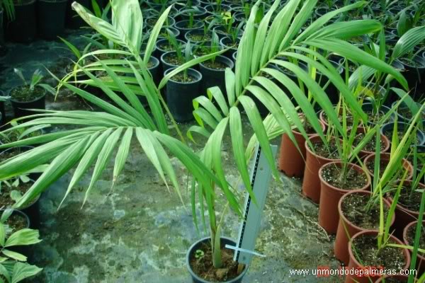 Archontophoenix alexandrae 2