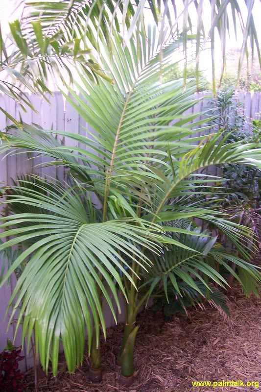 Archontophoenix alexandrae 4