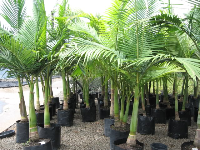 Archontophoenix alexandrae 5