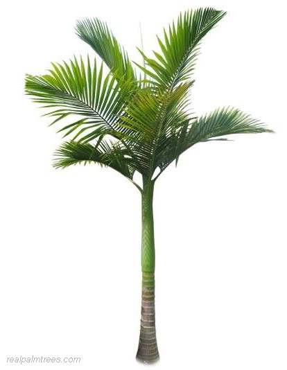 Archontophoenix alexandrae 6