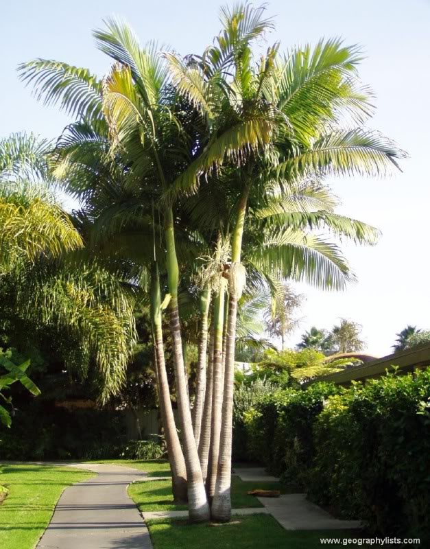 Archontophoenix alexandrae 8