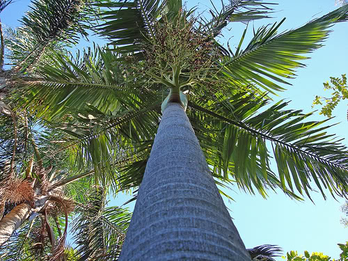 Archontophoenix alexandrae 9
