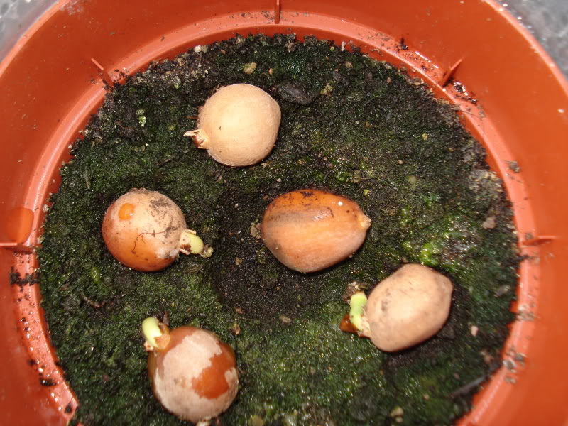 Dioon edule Rio verde 1
