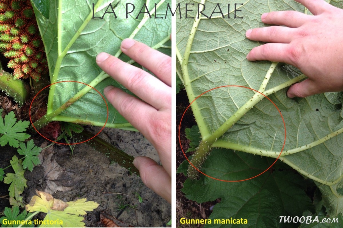 Gunnera 3