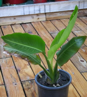Ravenala madagascariensis 1