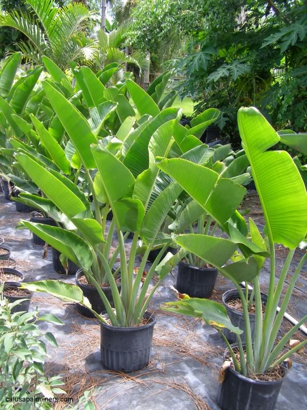 Ravenala madagascariensis 2