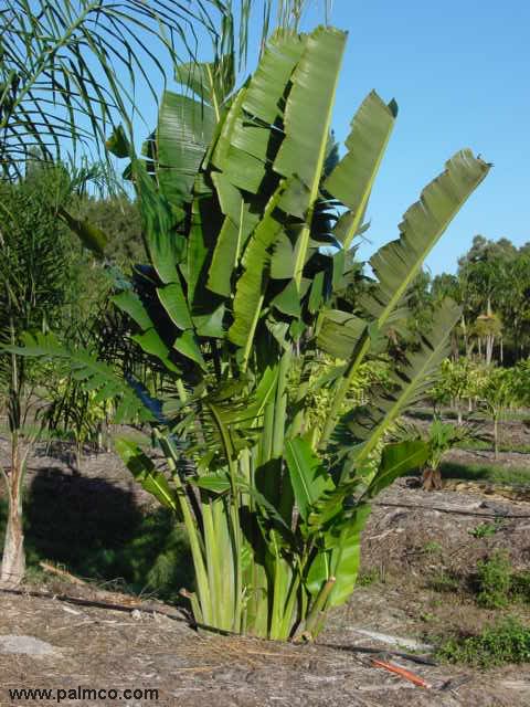 Ravenala madagascariensis 3