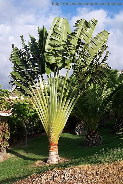 Ravenala madagascariensis 4