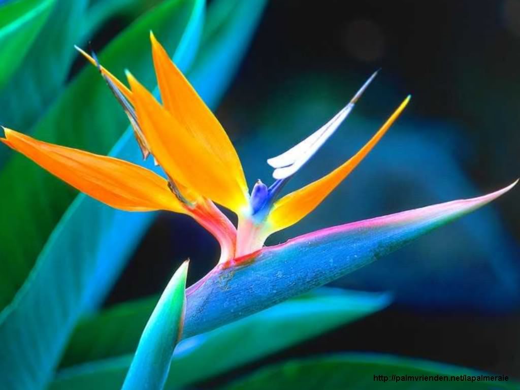 Strelitzia wallpaper Strelitzia