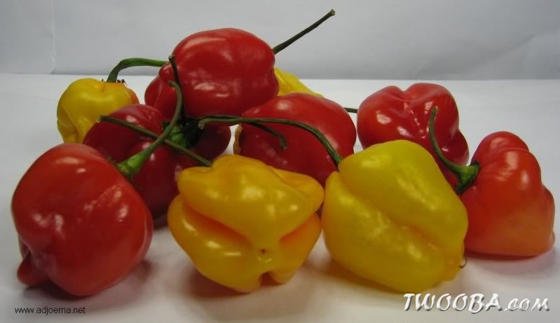 adjoema peper