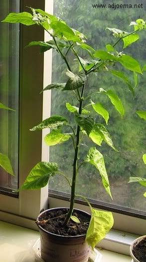 adjoema plant