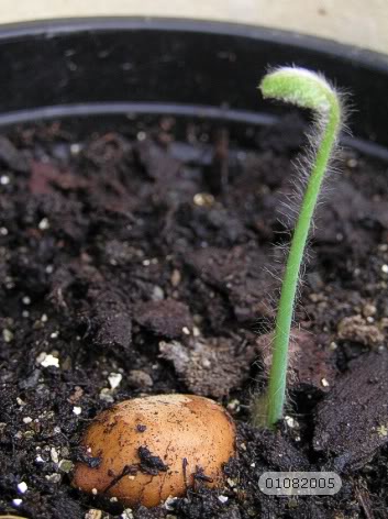 dioonedule010805