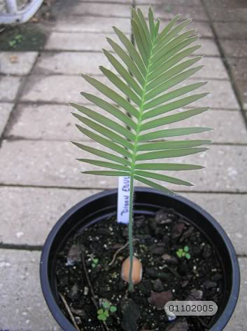 dioonedule011005