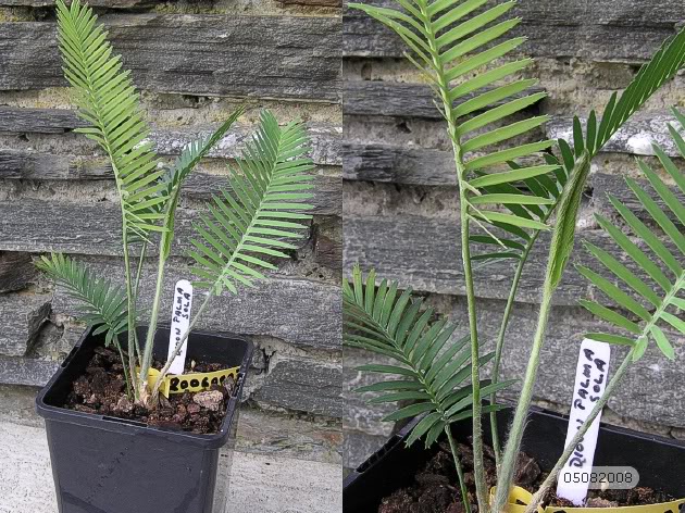 dioonedulevarpalmasola20080805